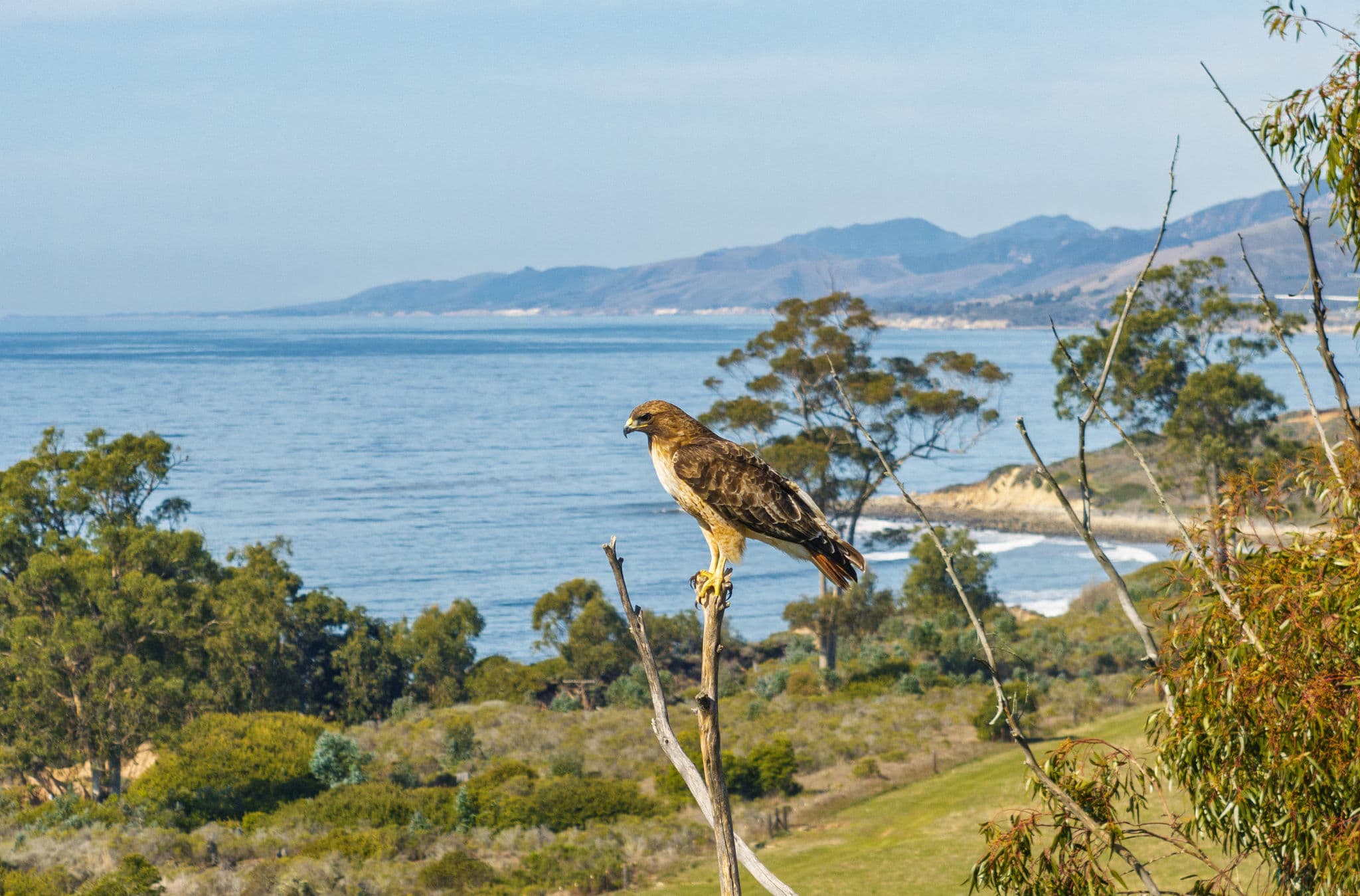 Dos Pueblos Ranch — Phased ROI Model